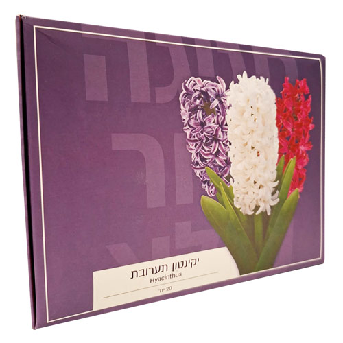 יקינטון תערובת צבעים – 20 פקעות