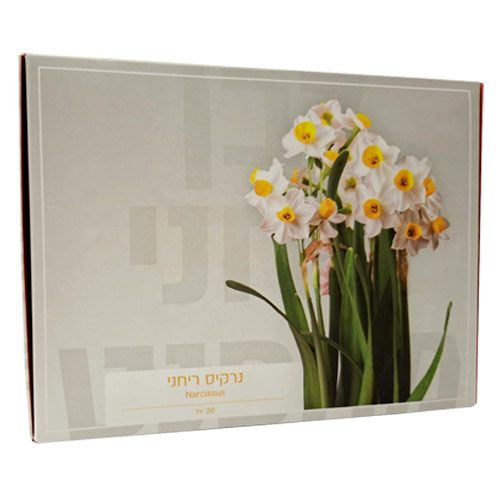 נרקיס ריחני 20 פקעות