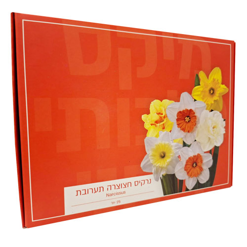 נרקיס חצוצרה- תערובת צבעים –25 פקעות